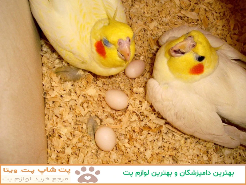 عکس عروس هلندی حامله