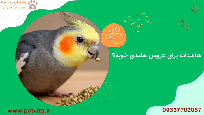 شاهدانه برای عروس هلندی