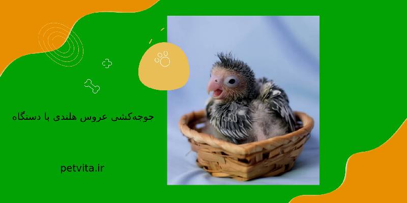 جوجه کشی عروس هلندی با دستگاه