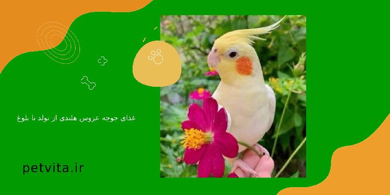 غذای جوجه عروس هلندی