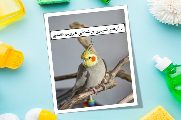 عروس هلندی زیبا و شاداب روی شاخه ی درخت نشسته است.