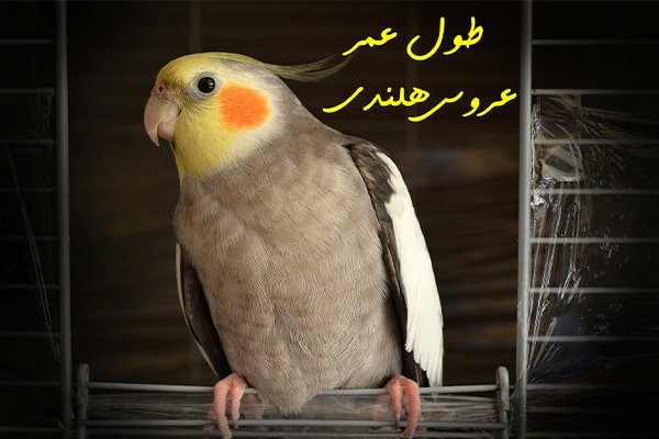 عروس هلندی روی قفس نشسته است.